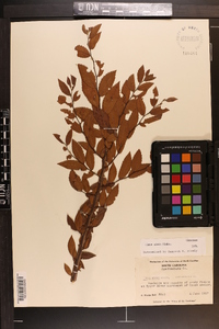 Ulmus alata image