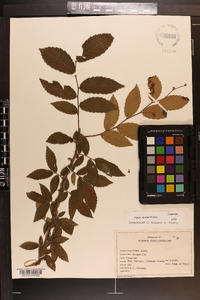 Ulmus alata image