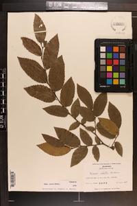 Ulmus alata image