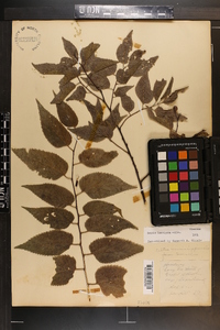 Celtis laevigata image