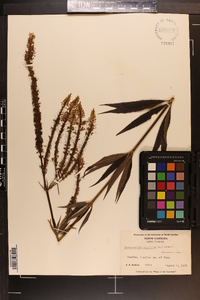 Veronicastrum virginicum image