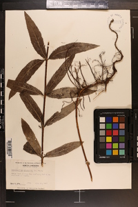 Veronicastrum virginicum image