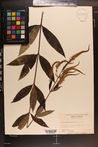 Veronicastrum virginicum image