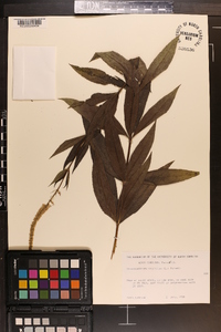 Veronicastrum virginicum image