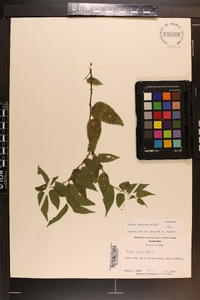 Celtis laevigata image