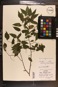 Celtis laevigata image