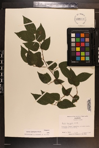 Celtis laevigata image