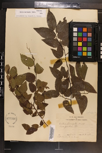 Celtis laevigata image