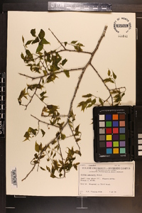 Celtis laevigata image