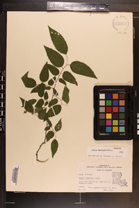 Celtis laevigata image