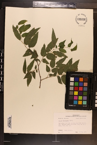 Celtis laevigata image