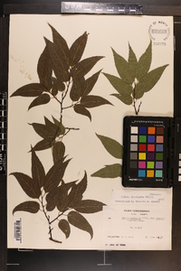 Celtis laevigata image