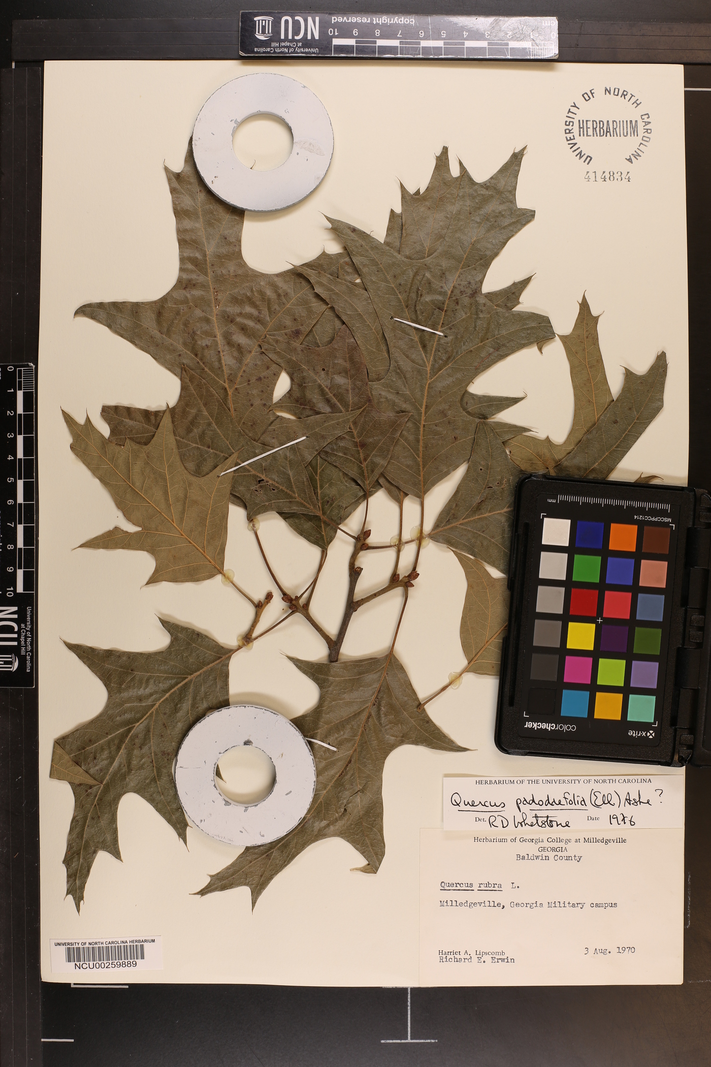 Quercus pagodifolia image