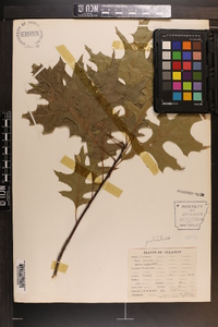 Quercus palustris image