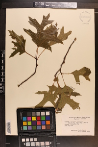 Quercus palustris image