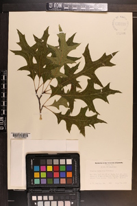 Quercus palustris image