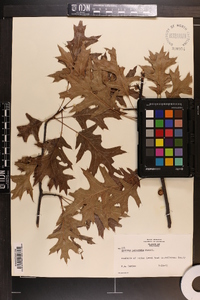 Quercus palustris image