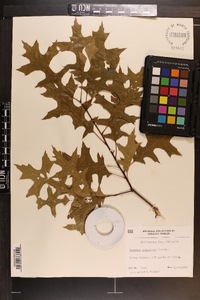 Quercus palustris image