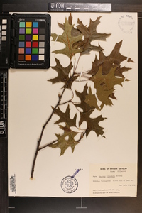 Quercus palustris image