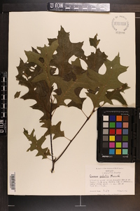 Quercus palustris image