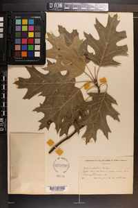 Quercus palustris image