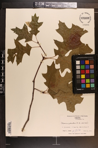 Quercus palustris image