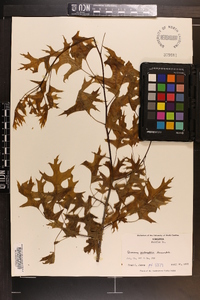 Quercus palustris image