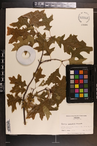 Quercus palustris image