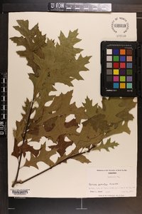 Quercus palustris image