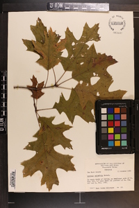 Quercus palustris image