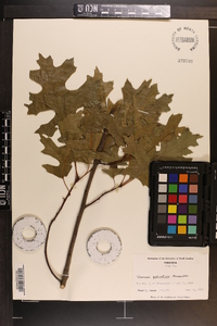 Quercus palustris image