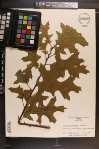 Quercus palustris image