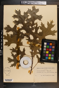 Quercus palustris image