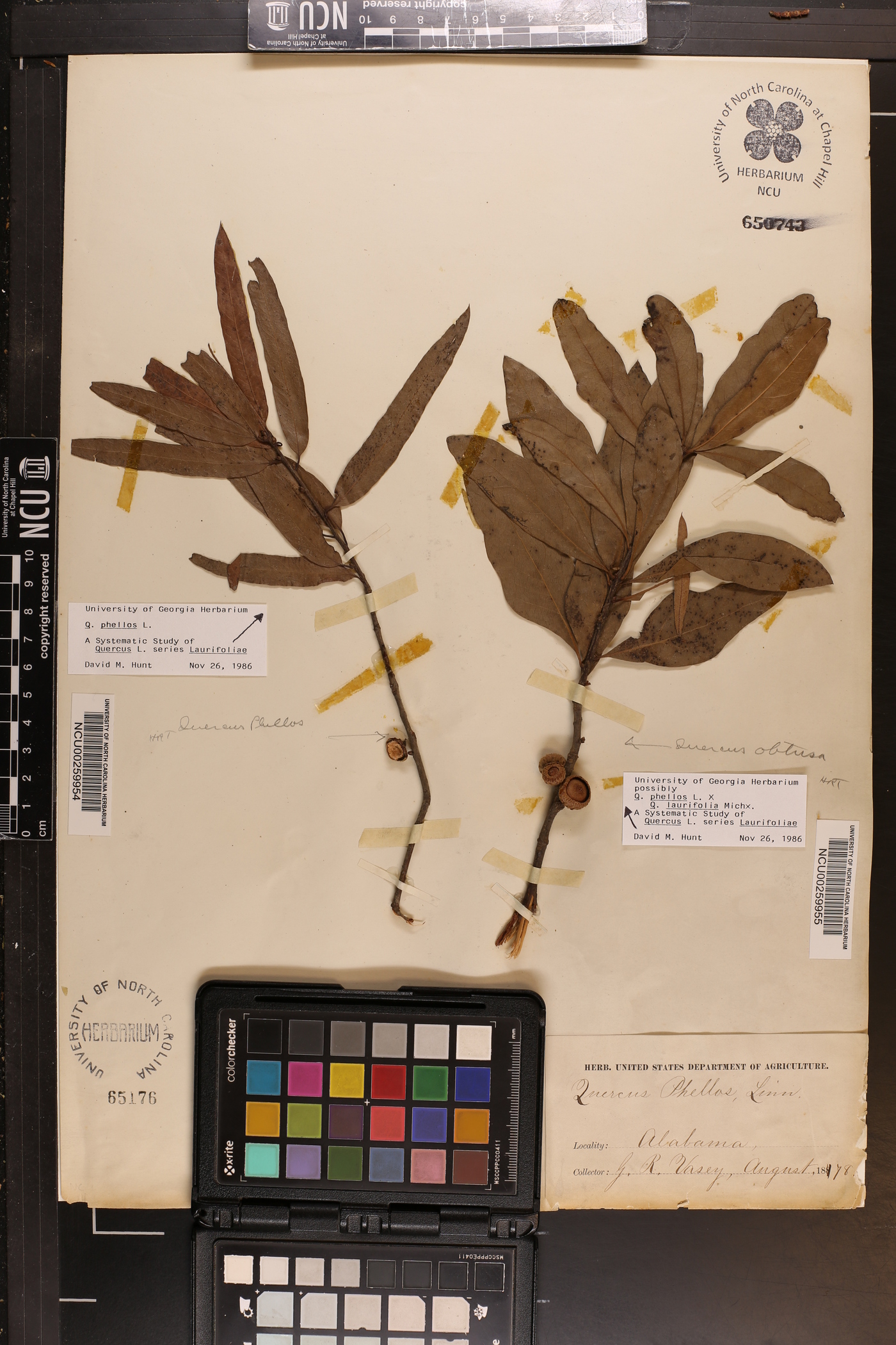 Quercus phellos var. laurifolia image