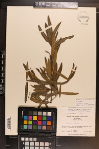 Quercus phellos image