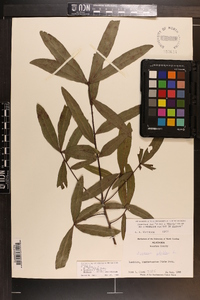 Quercus phellos image