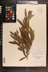 Quercus phellos image