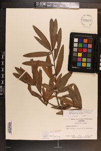 Quercus phellos image