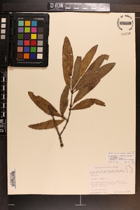 Quercus phellos image