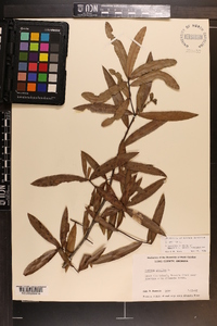 Quercus phellos image