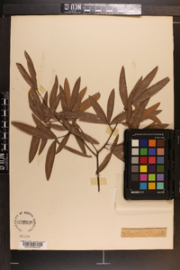 Quercus phellos image