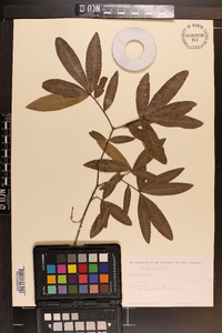 Quercus phellos image