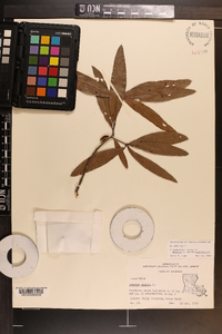 Quercus phellos image