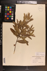 Quercus phellos image