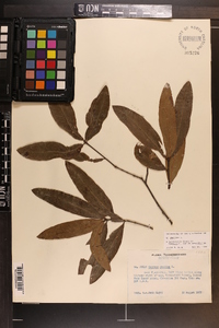 Quercus phellos image