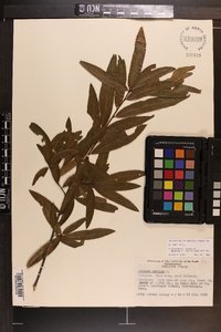 Quercus phellos image