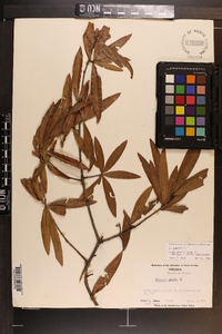 Quercus phellos image