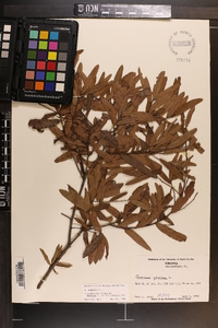 Quercus phellos image