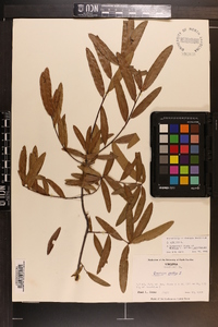 Quercus phellos image