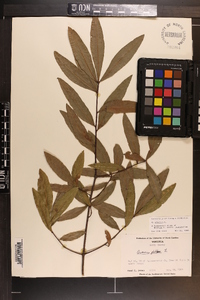 Quercus phellos image
